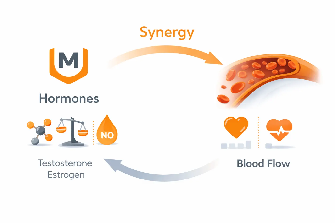 Diagram linking hormones and blood flow with curved arrows