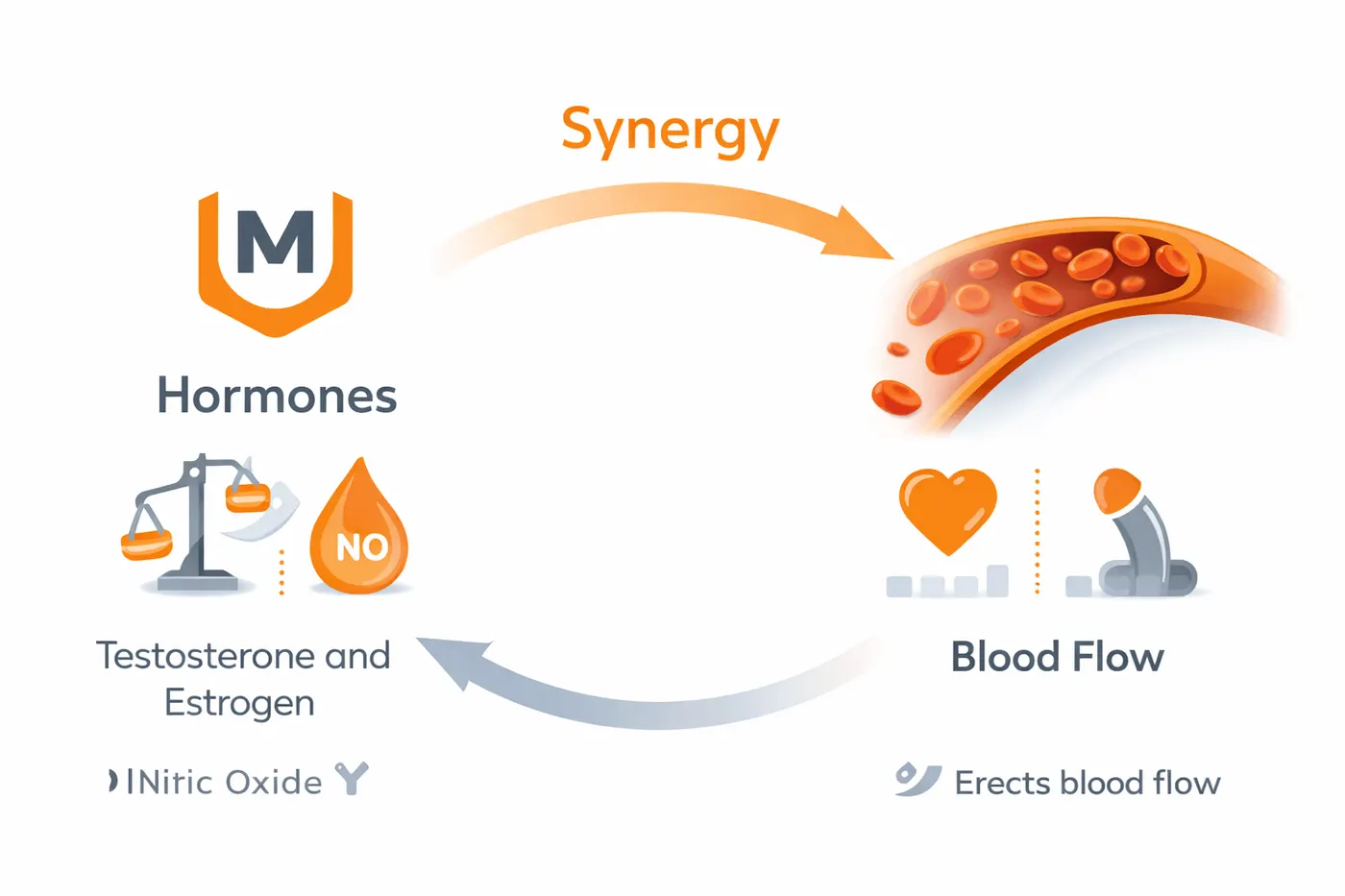Diagram showing testosterone, nitric oxide and blood flow working together