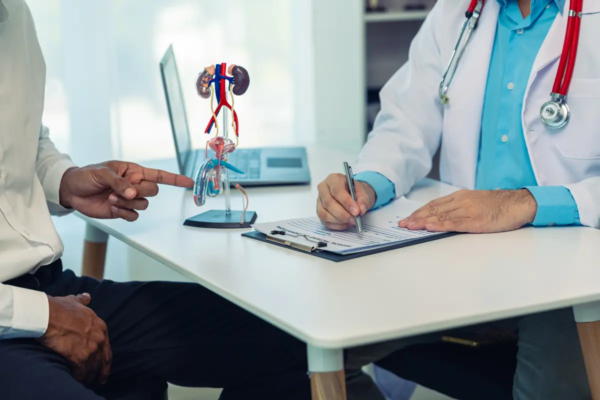 Doctor explaining a kidney model to a patient